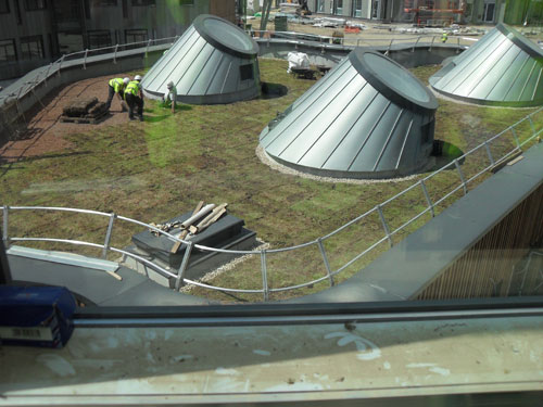 Laying grass on the roof of the pod June 2010